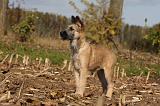 BOUVIER DES ARDENNES 299